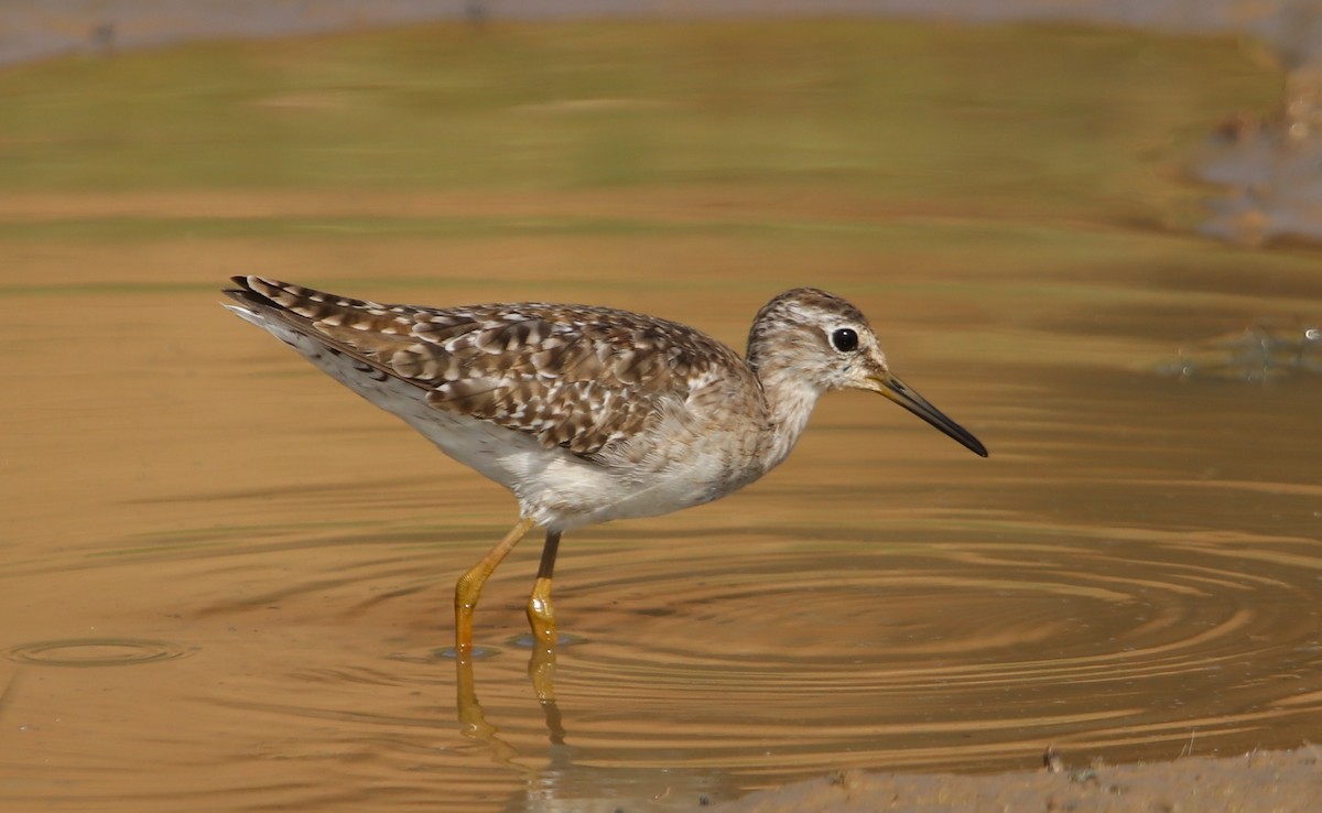 vodouš bahenní - ML632196391