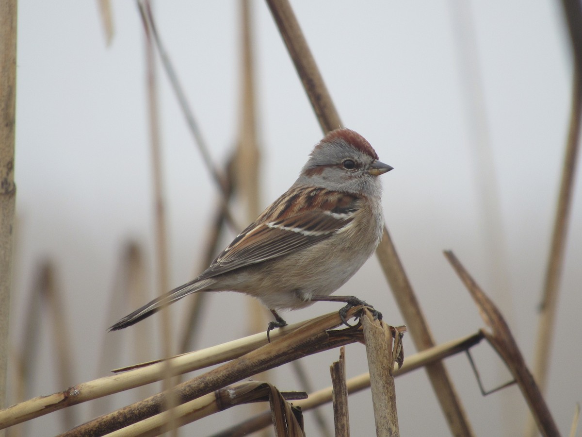American Tree Sparrow - ML632196397