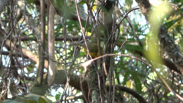 Bannerman's Weaver - ML632196398