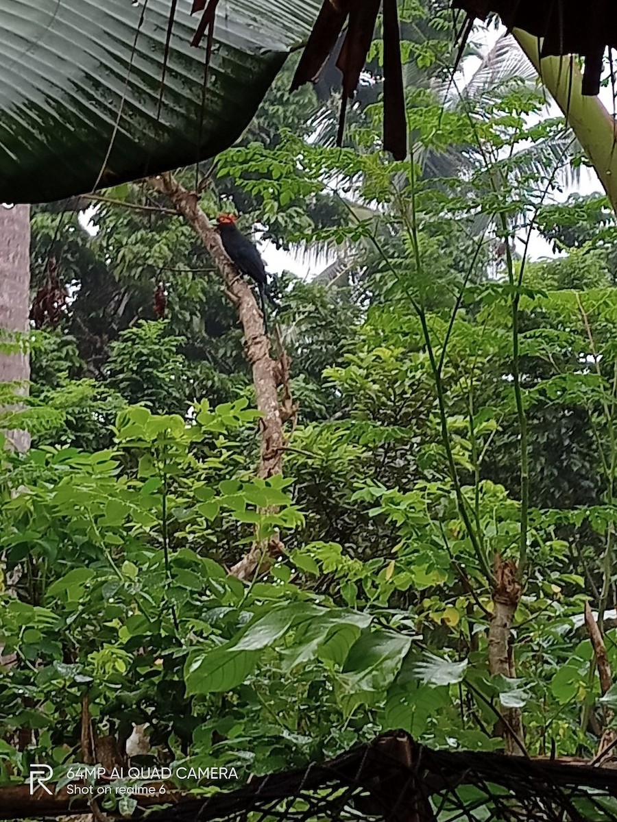 Red-crested Malkoha - ML632196405