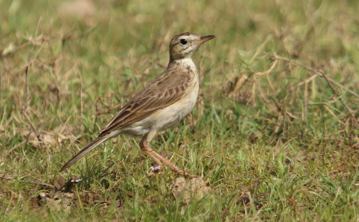 linduška rýžová - ML632196501