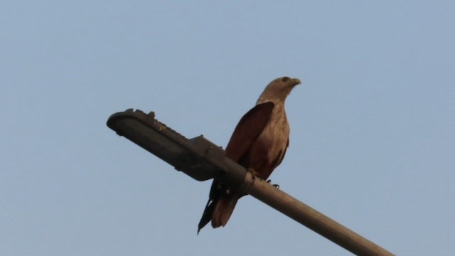 Brahminy Kite - ML632196579