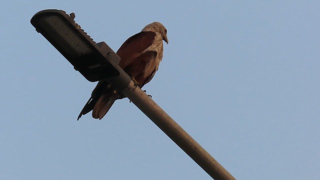 Brahminy Kite - ML632196583