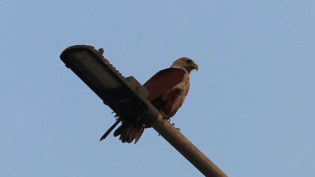 Brahminy Kite - ML632196586