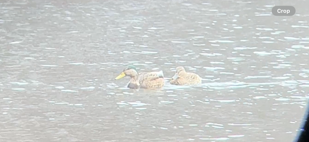 kachna divoká x tmavá (hybrid) - ML632196733