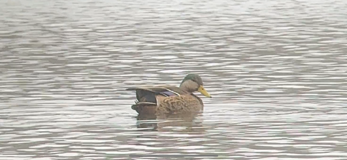 kachna divoká x tmavá (hybrid) - ML632196735