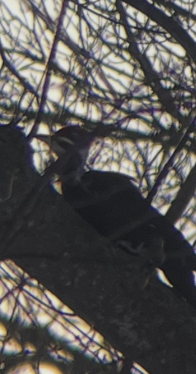 Pileated Woodpecker - ML632196840