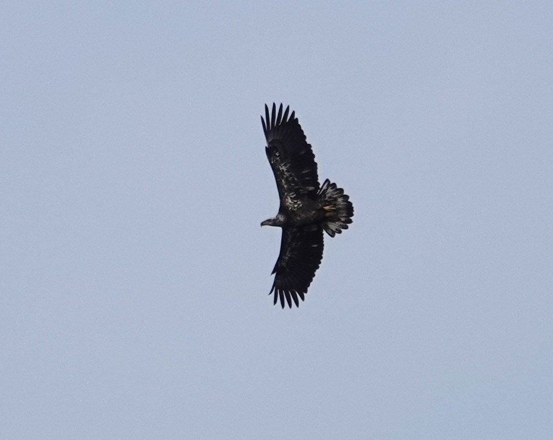 Bald Eagle - ML632196927