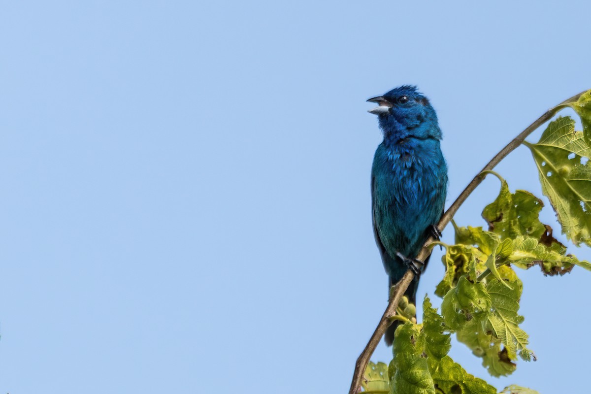 Indigo Bunting - ML632197038