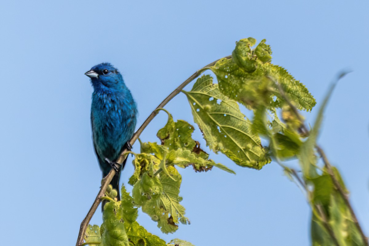 Indigo Bunting - ML632197040
