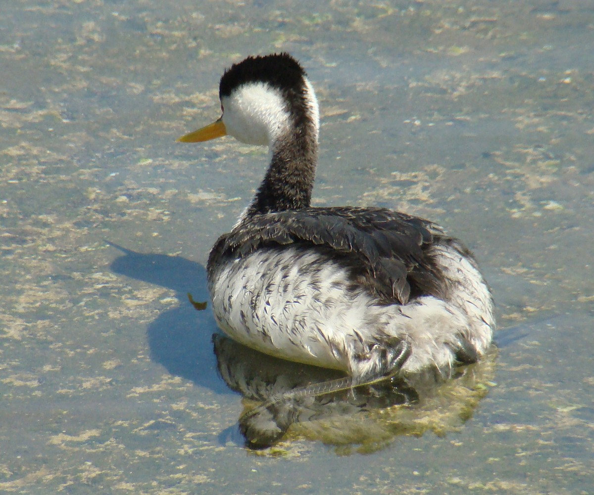 Clark's Grebe - Dave Czaplak