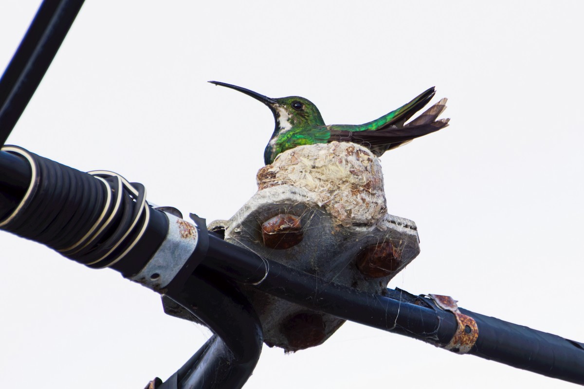 Green-breasted Mango - ML632197214