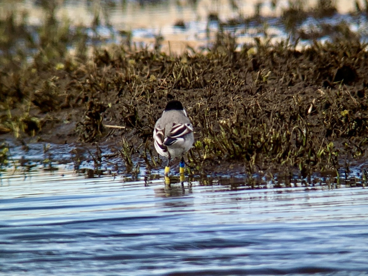 Хөх цэгцгий - ML632197242