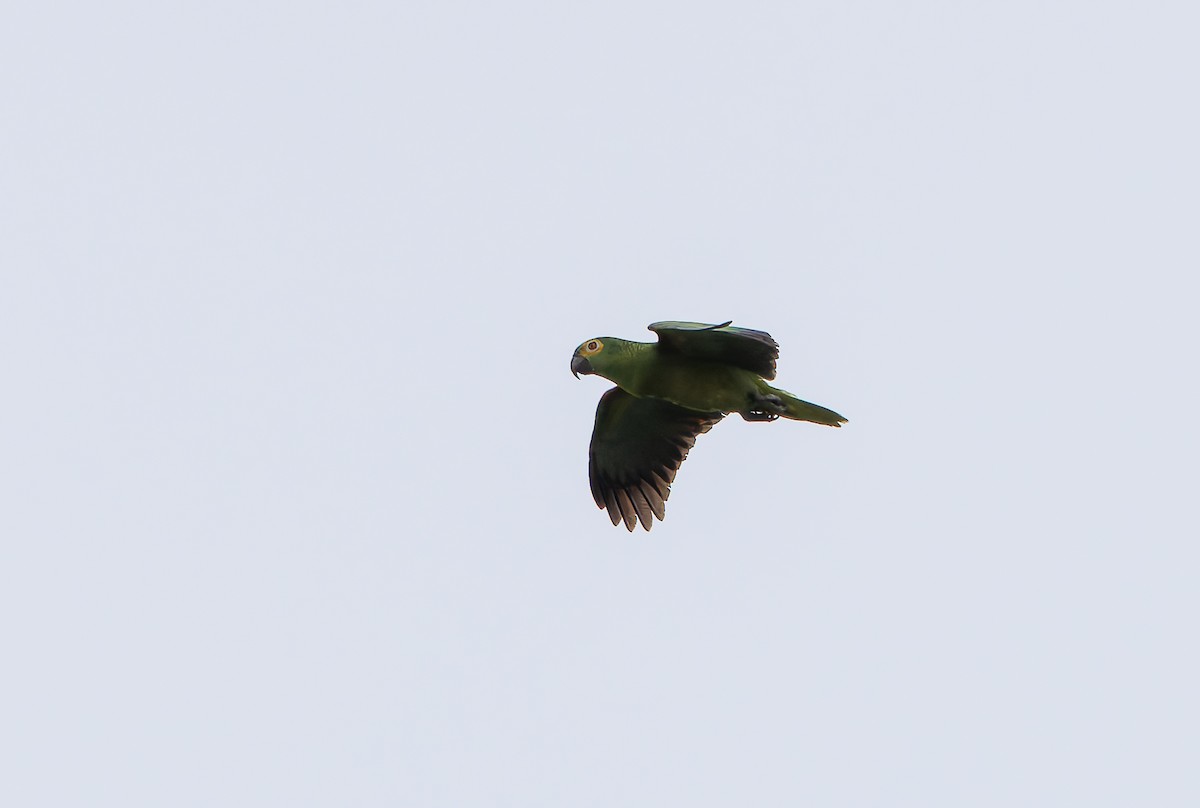 Turquoise-fronted Amazon - ML632197273