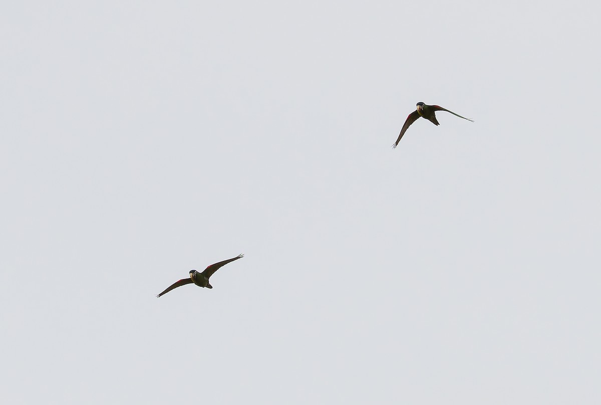 Red-shouldered Macaw (Southern) - ML632197452