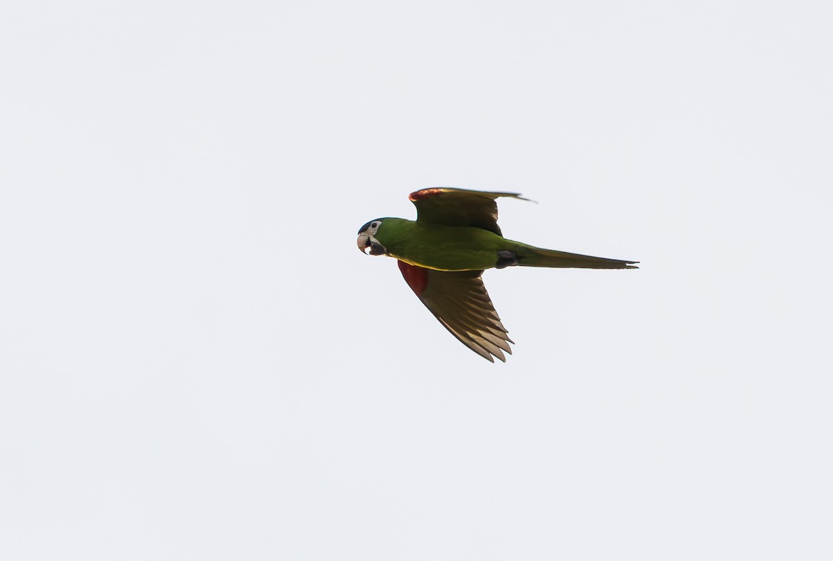 Red-shouldered Macaw (Southern) - ML632197453
