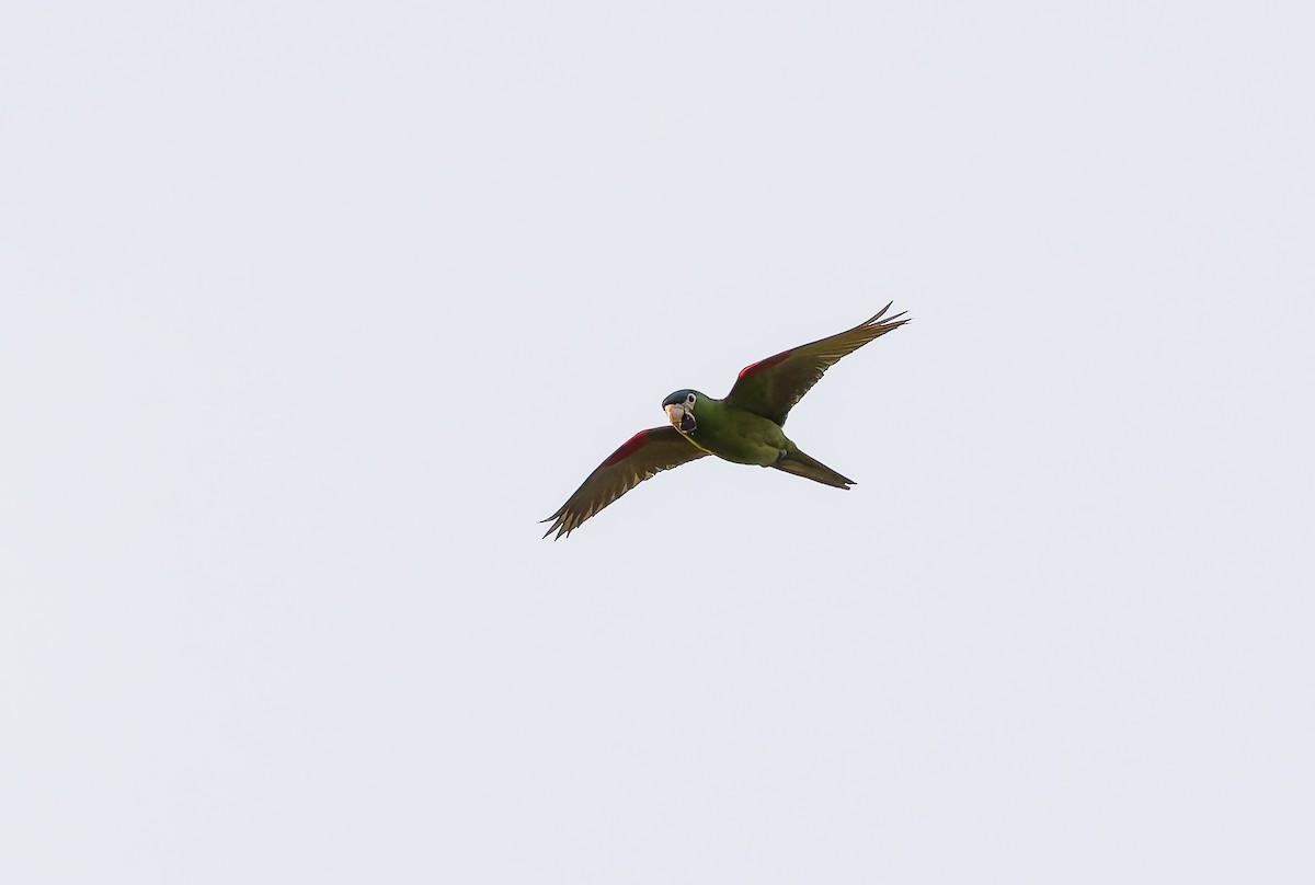 Red-shouldered Macaw (Southern) - ML632197454