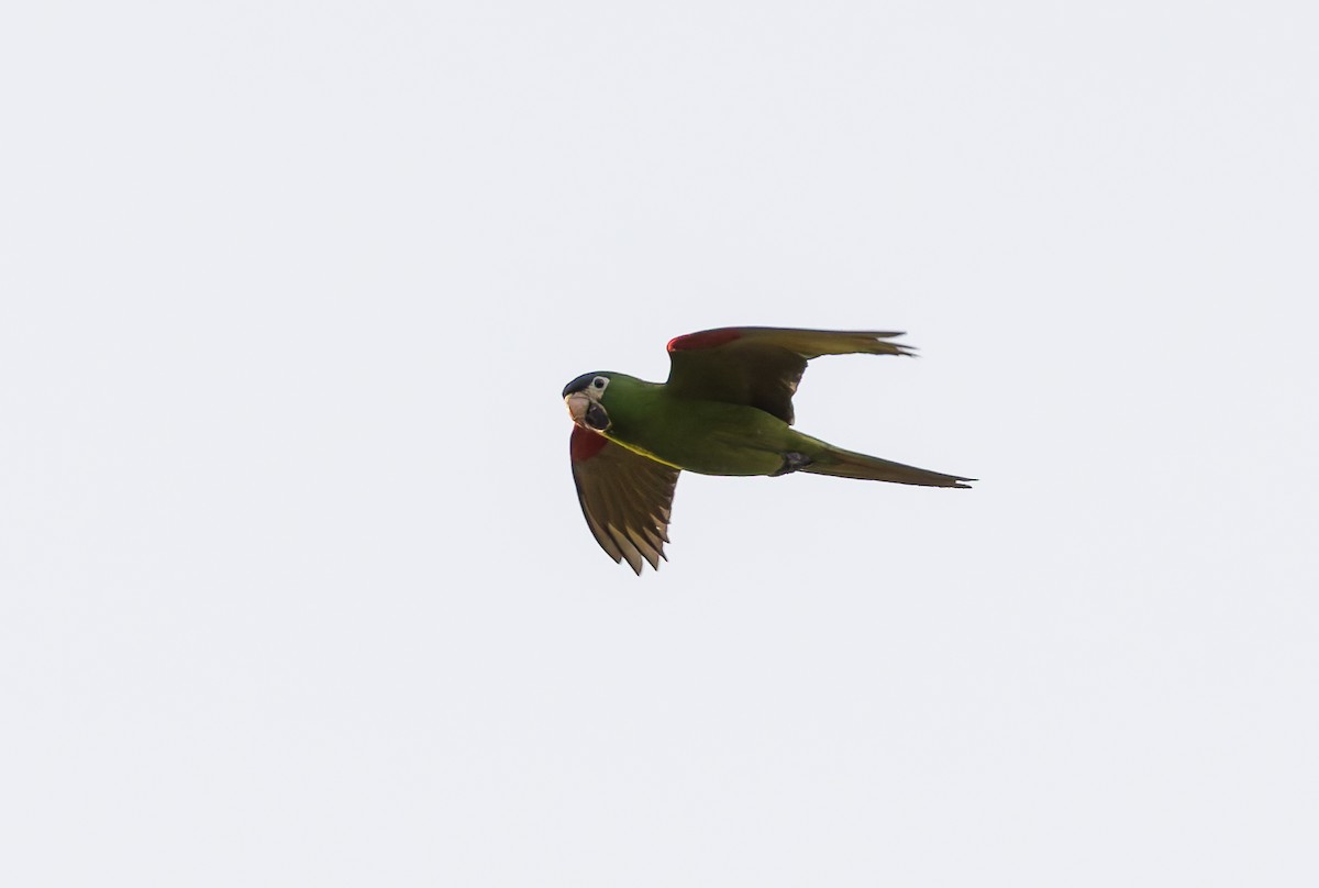 Red-shouldered Macaw (Southern) - ML632197455
