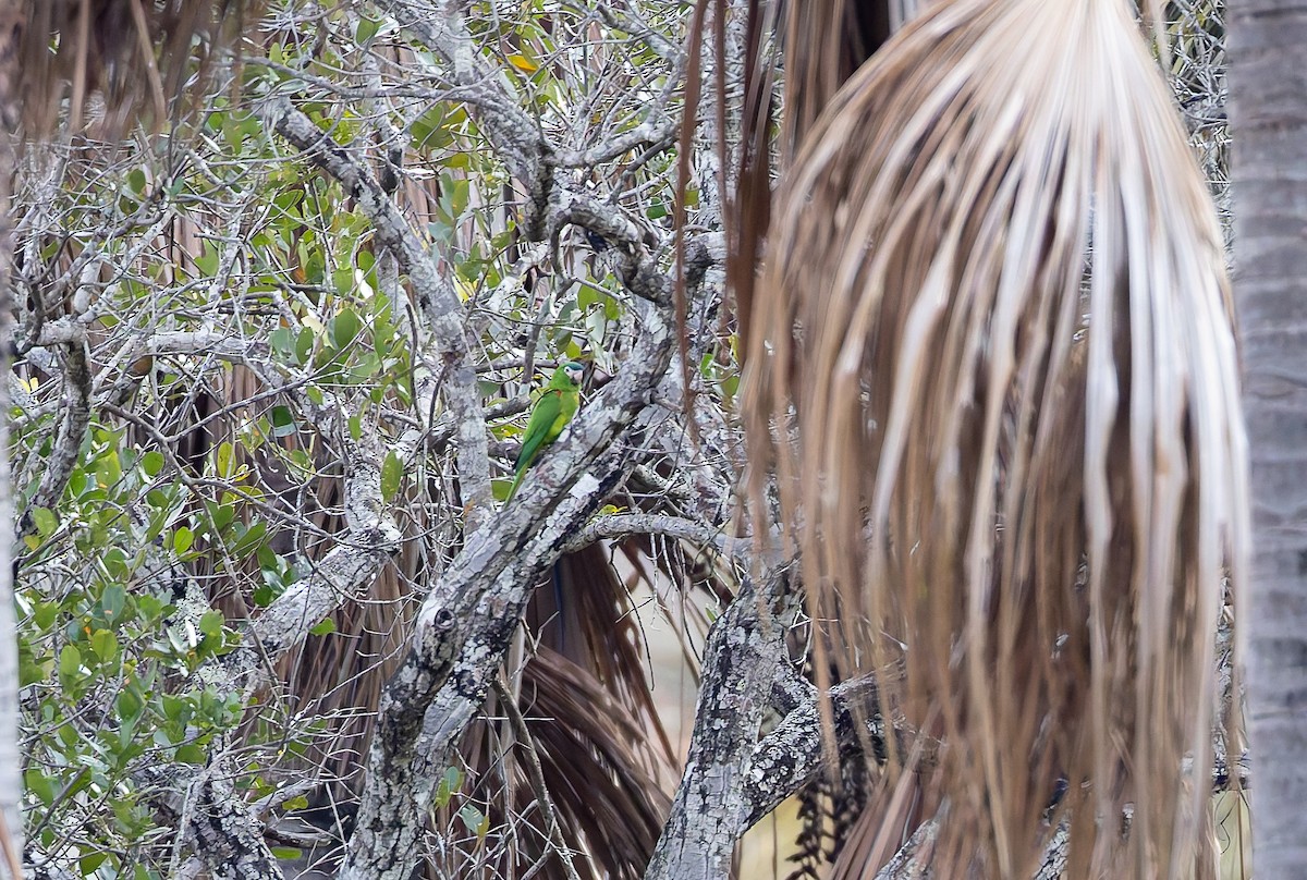 Red-shouldered Macaw (Southern) - ML632197457