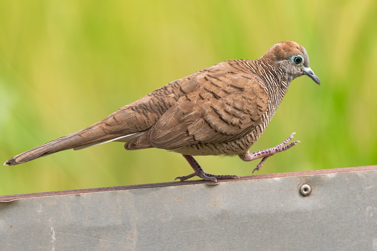 Zebra Dove - ML632197518