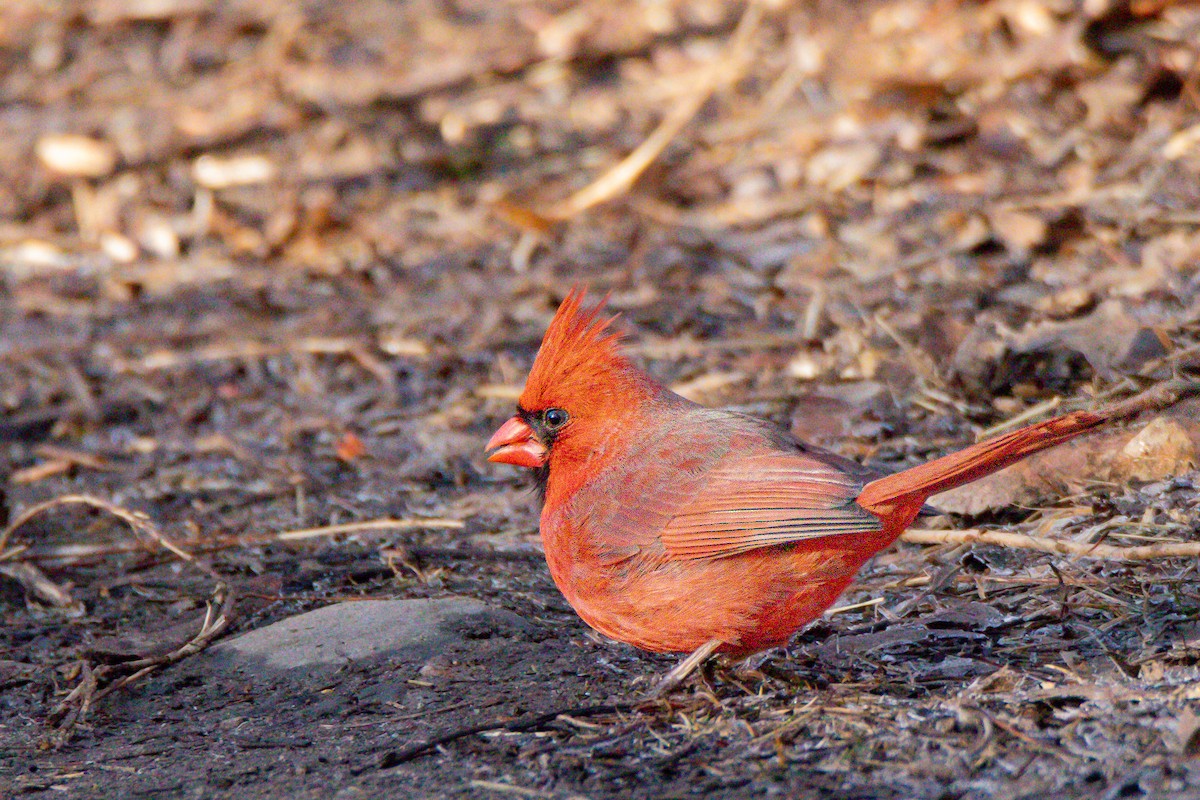 Kırmızı Kardinal - ML632197538