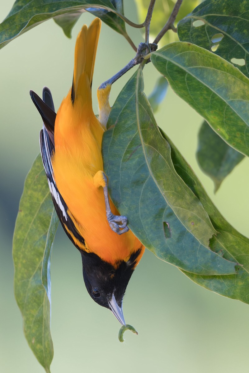 Baltimore Oriole - ML632197576
