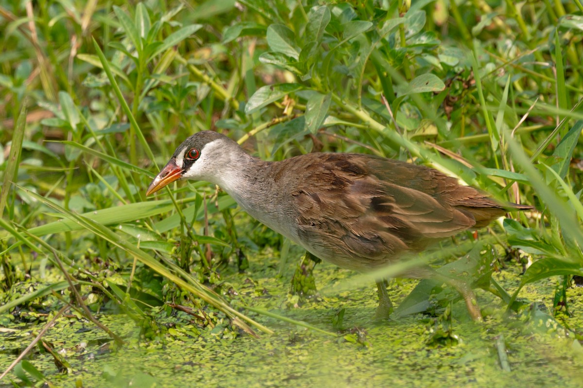 White-browed Crake - ML632197579
