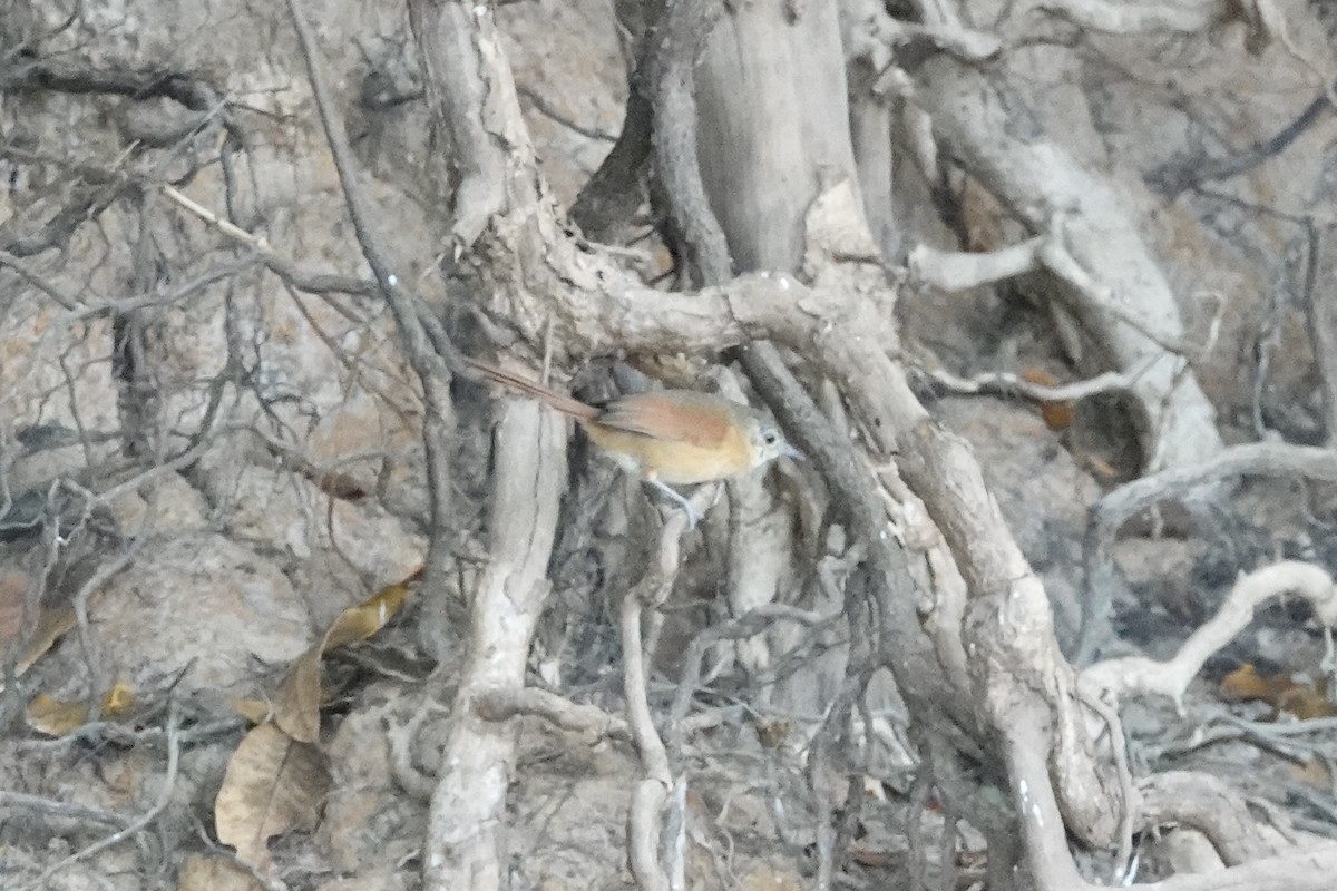 White-lored Spinetail - ML632197597