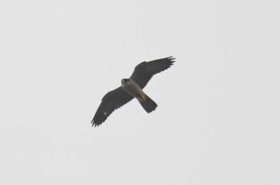 Peregrine Falcon (African) - ML632197682