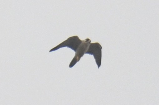 Peregrine Falcon (African) - ML632197683
