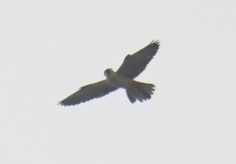 Peregrine Falcon (African) - ML632197684