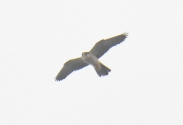 Peregrine Falcon (African) - ML632197685