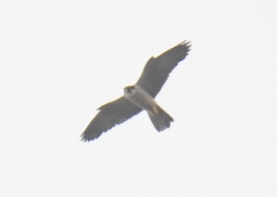 Peregrine Falcon (African) - ML632197686