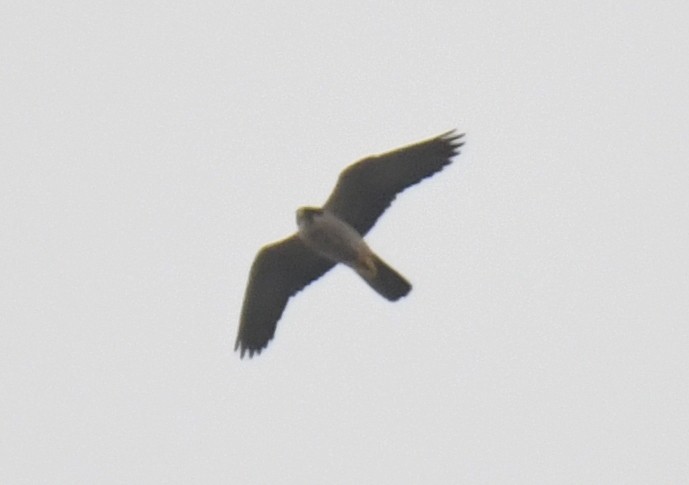 Peregrine Falcon (African) - ML632197687