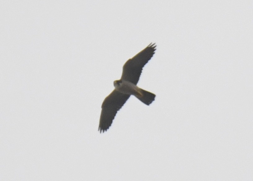 Peregrine Falcon (African) - ML632197688