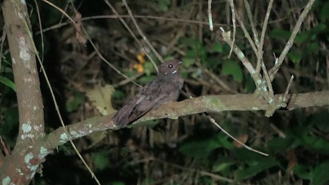 brunnattravn - ML632197693