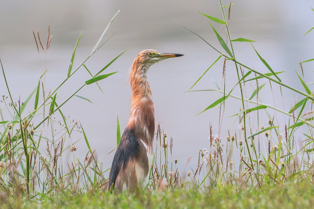 Javan Pond-Heron - ML632197731