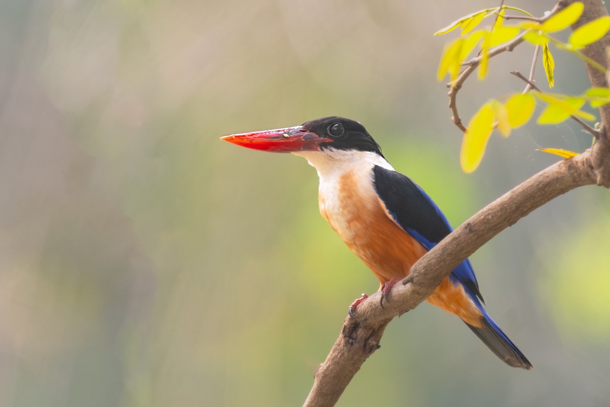Black-capped Kingfisher - ML632197771