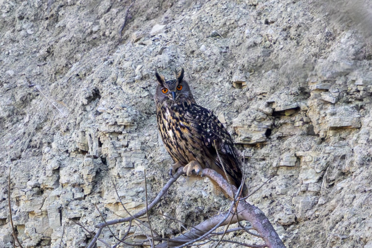 Eurasian Eagle-Owl - ML632197905