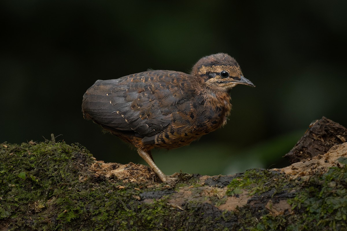 Little Tinamou - ML632197910