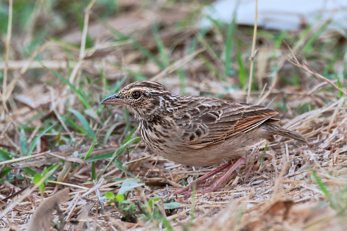Indochinese Bushlark - ML632197996