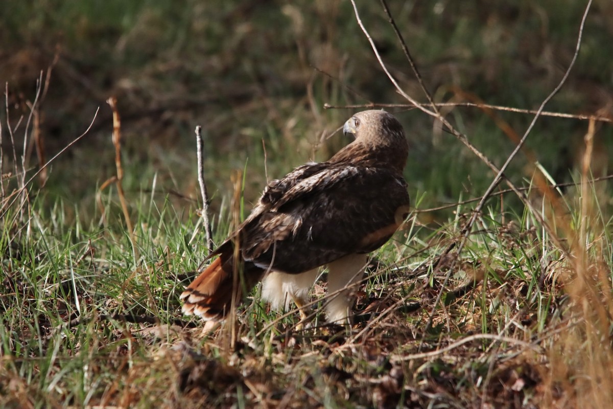 Red-tailed Hawk - ML632198021