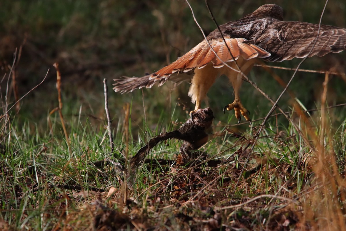 Red-tailed Hawk - ML632198022