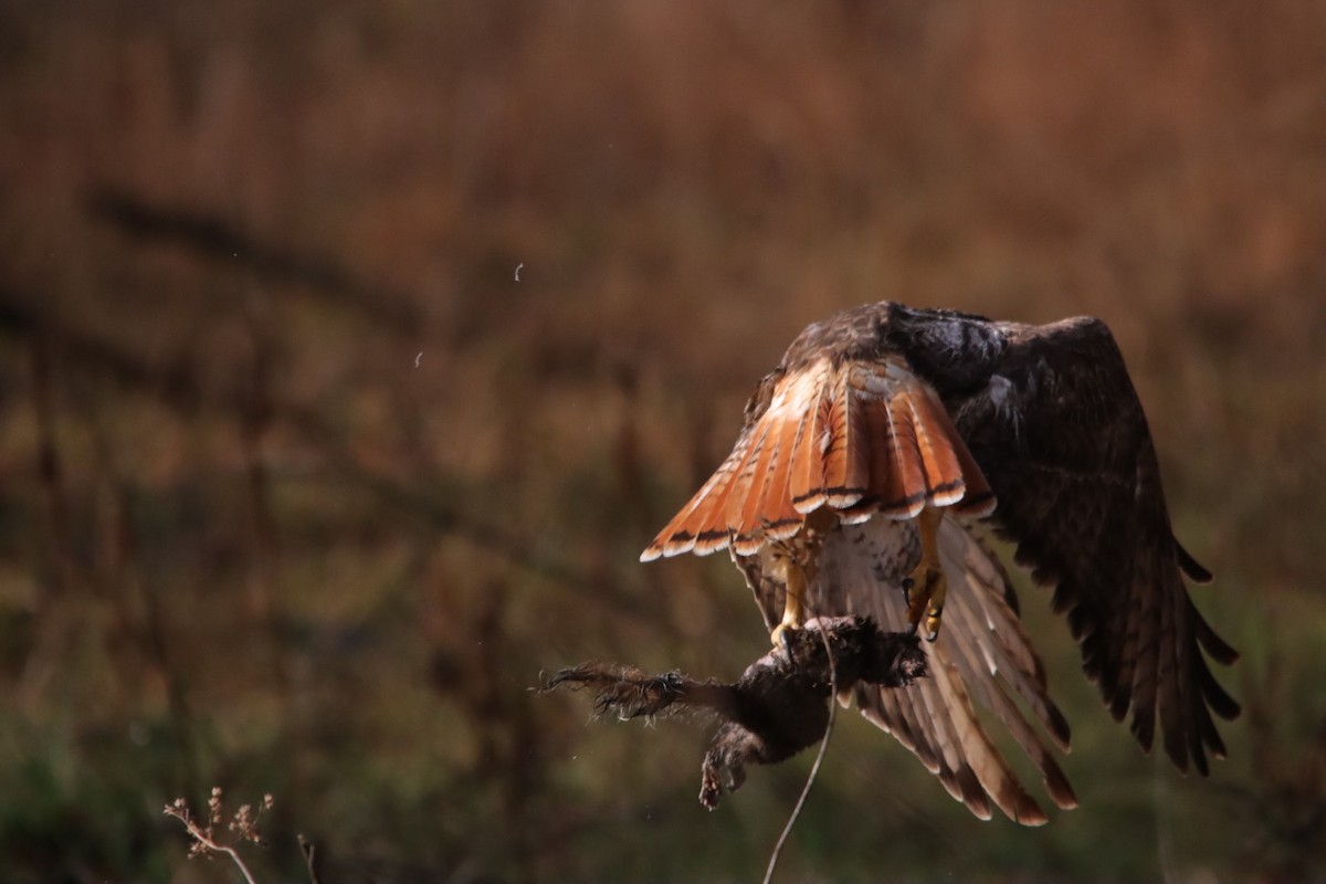 Red-tailed Hawk - ML632198023