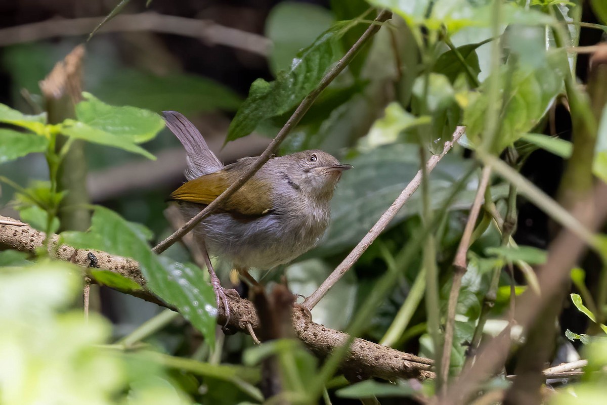 Olive-green Camaroptera - ML632198125