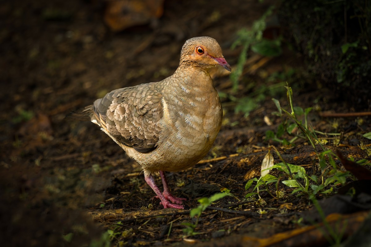 Ruddy Quail-Dove - ML632198147