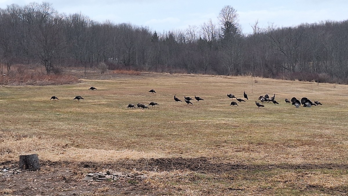 Tacchino selvatico - ML632198148