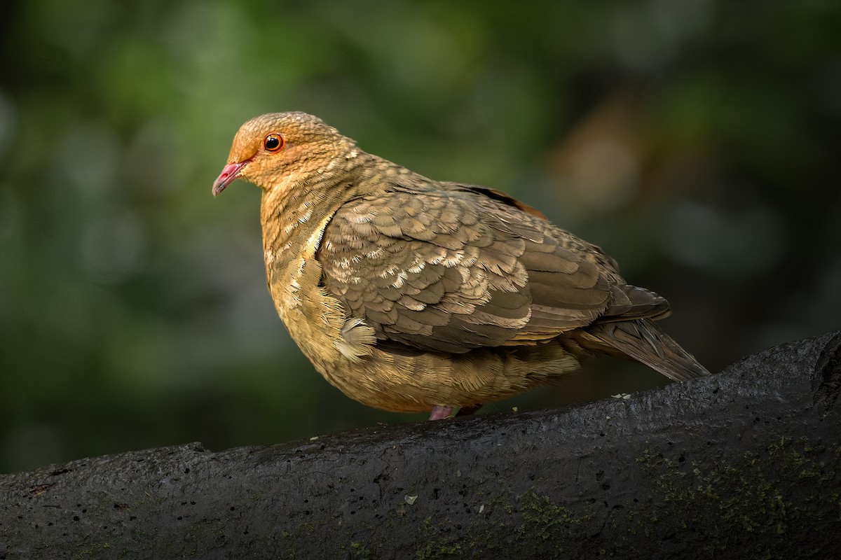 Ruddy Quail-Dove - ML632198149