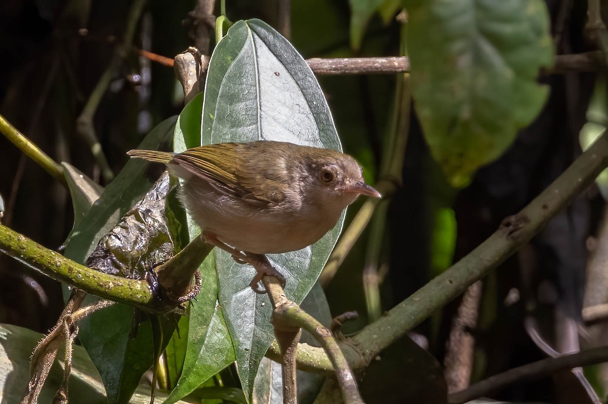 Olive-green Camaroptera - ML632198345