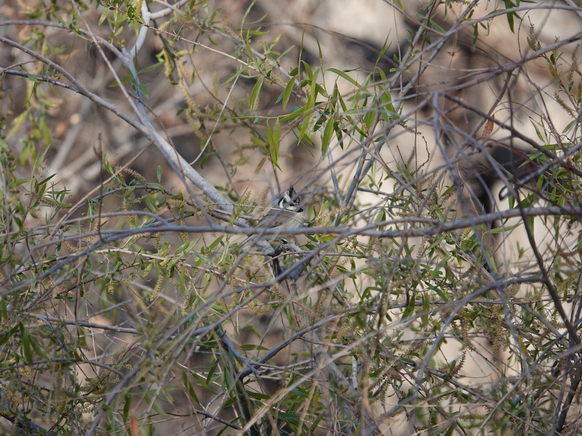 Bridled Titmouse - ML632198423